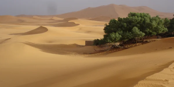 desert